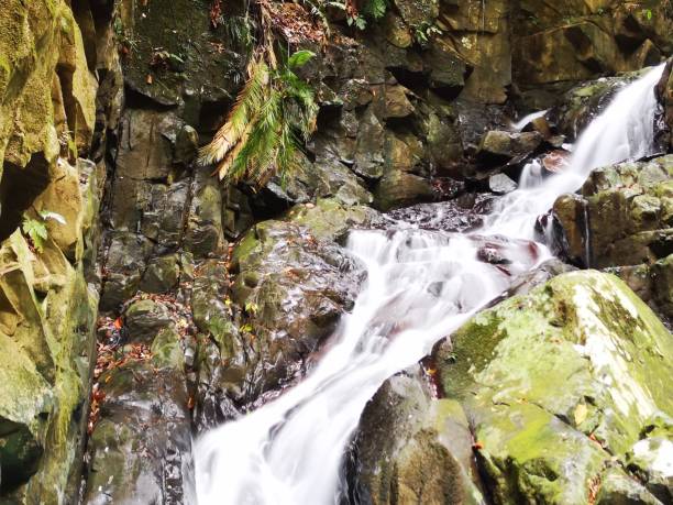 istock Silky smooth waterfall stream in the rainforest jungle Sabah, Borneo. 1145824162