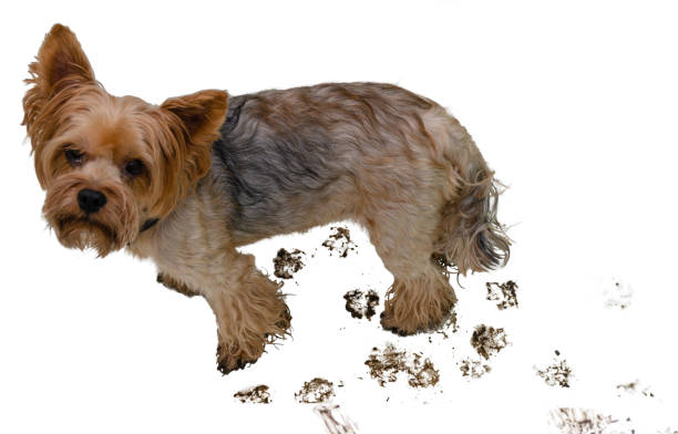 istock Dog with marks of dirty paws on a white background 1145831273