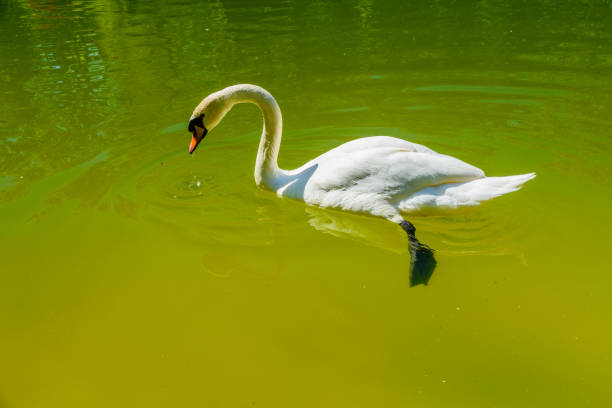 White swan in a pond at city park