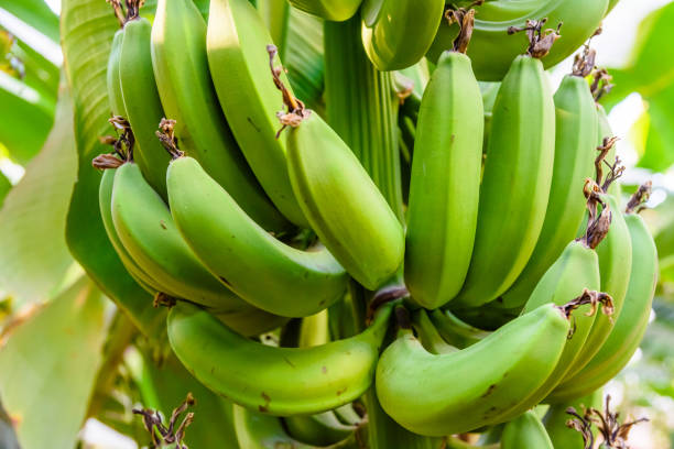 istock Bunch of the unripe green bananas on tree 1145833038