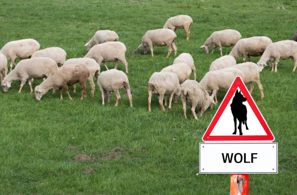 Warning sign Wolf flock of sheep