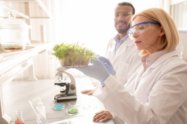 istock Scientists studying growth of seedling 1145836315