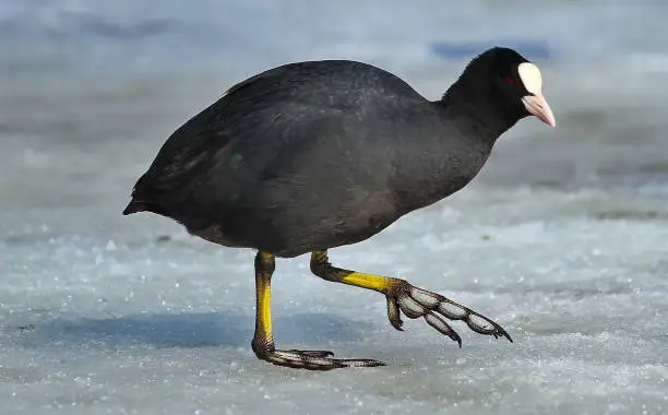 Close-up portrait of adult Common Coot on the snow, one leg-up.