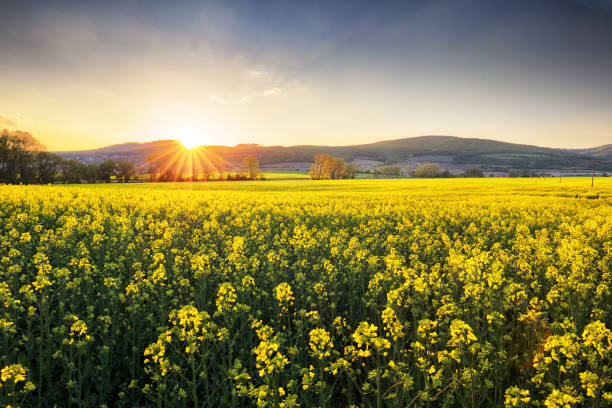 istock Yellow field at sunset with rapeseed 1145836461
