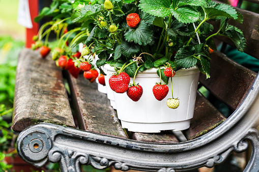 Strawberries in white pots in a row on a bench