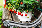 Strawberries in white pots