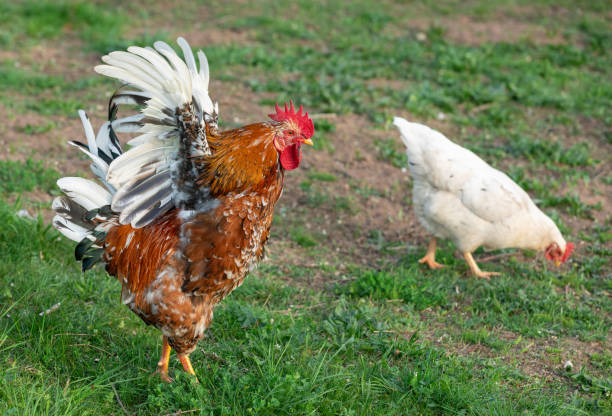 Swedish flower hen rooster and white hen Beautiful swedish flower hen rooster with spread wings and white hen standing on a meadow. rooster open wings stock pictures, royalty-free photos & images