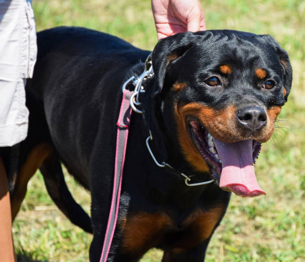 istock Rotweiler dog standing outdoor 1145836918