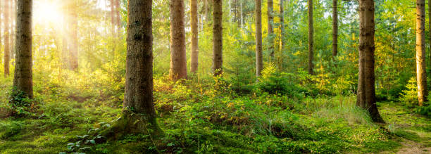 istock A wonderful morning in the forest with bright sunlight in the background 1145837768