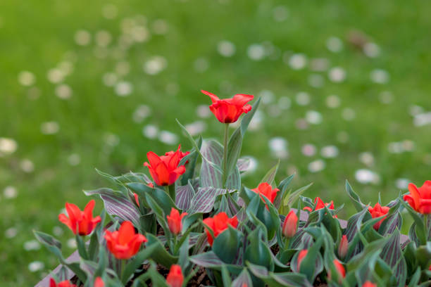 istock Spring floral background with tulip flowers. 1145837996