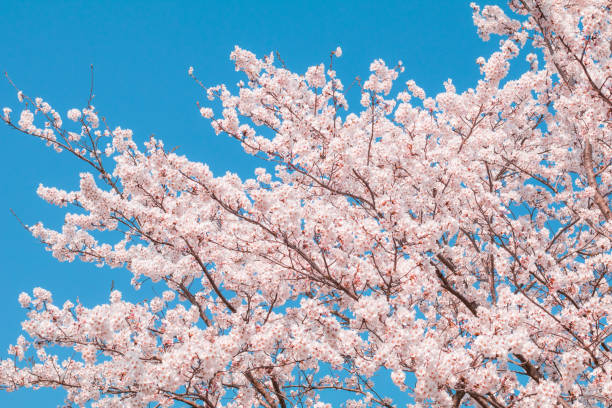 istock Beautiful cherry blossom or sakura in spring time  in Japan. 1145839410