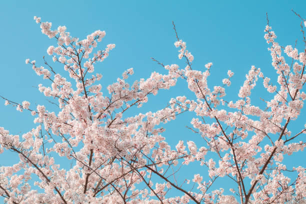 istock Beautiful cherry blossom or sakura in spring time  in Japan. 1145839436