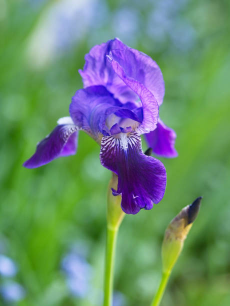 istock Close-up of purple iris flowers 1145839517