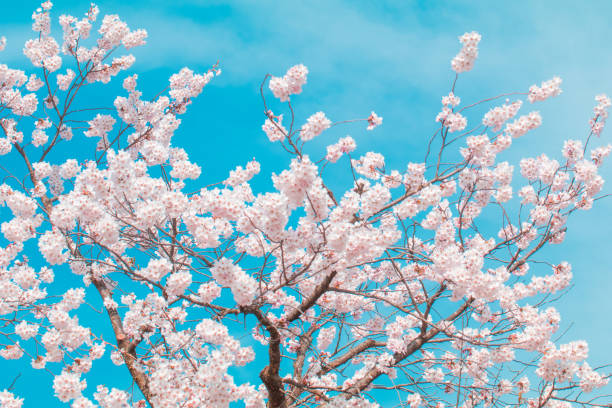 istock Beautiful cherry blossom or sakura in spring time  in Japan. 1145839552
