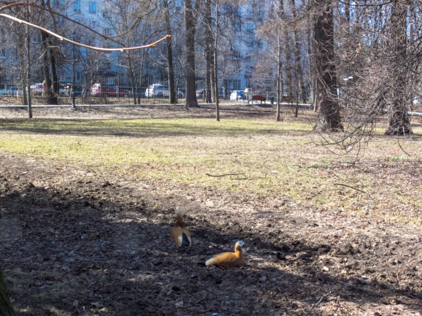 istock Ducks in the city park in early spring 1145840485