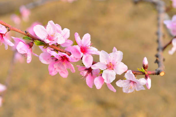 istock In full bloom in the peach blossom 1145841772