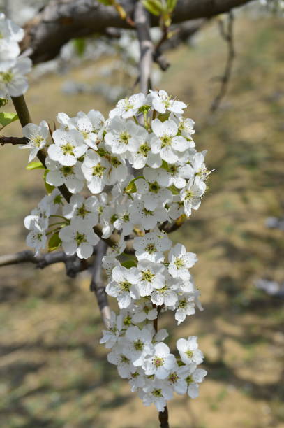 istock Pear flower in full bloom in spring 1145841870