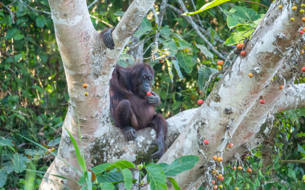 Malaysia: Orangutan at Kinabatangan A wild Bornean Orangutan (Pongo pygmaeus) eating a fig in a tree at the Kinabatangan Wildlife Sanctuary in Borneo. kinabatangan river stock pictures, royalty-free photos & images