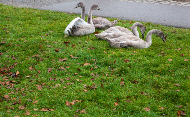 cztery szare łabędzie - swan white grass park zdjęcia i obrazy z banku zdjęć