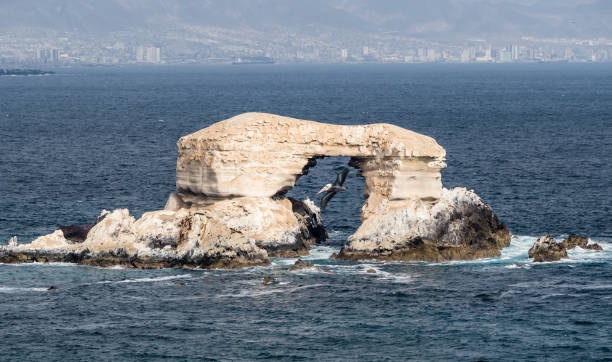 arco de pedra chamado "la portada" na costa norte do chile ao lado da cidade de antofagasta com um pelicano voador - pacific coast highway - fotografias e filmes do acervo