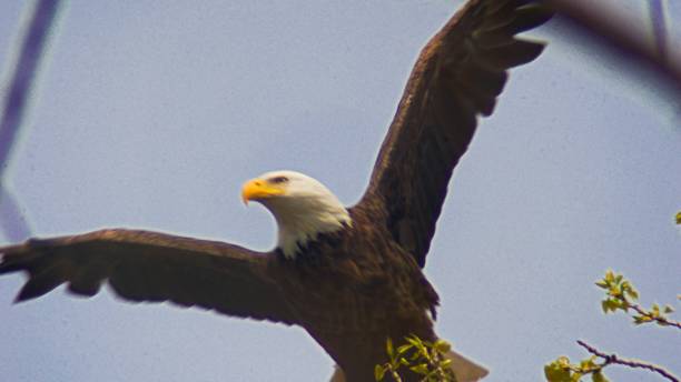 istock American Bald Eagle flying above Mississippi river in Wisconsin 1145843421