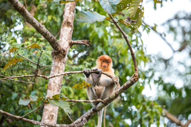 Malaysia: Proboscis Monkey at Kinabatangan A Proboscis Monkey (Nasalis larvatus, long-nosed monkey or bekantan) sitting on a tree branch in the rainforest of the Kinabatangan Wildlife Sanctuary in Borneo. kinabatangan river stock pictures, royalty-free photos & images