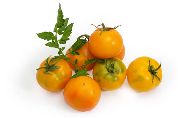 istock Pile of yellow tomatoes on a white background 1145843565
