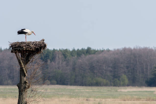 Family of storks in a nest on an old tree against the background of the blue sky.