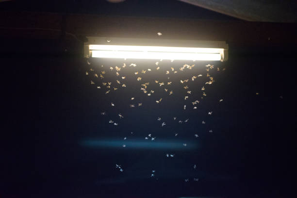 istock moth flying in the fire ,the neon light in night time, it's raining time. 1145844626