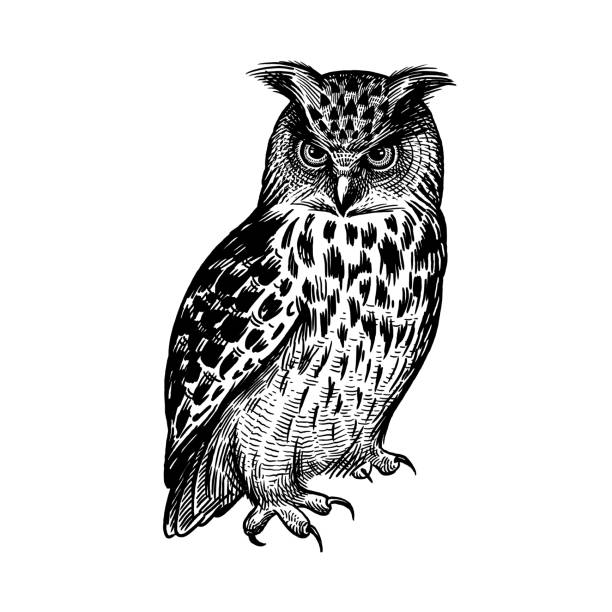 ilustraciones, imágenes clip art, dibujos animados e iconos de stock de buho. pájaro de bosque predatorio. boceto de dibujo a mano. blanco y negro. - owl