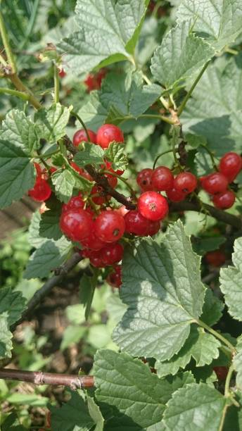 istock red currants on a branch in the garden close up 1145844897