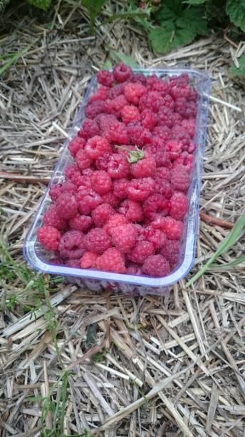 istock raspberry close up shot on the phone 1145844909