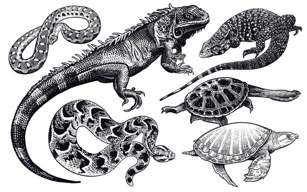 トカゲ、ヘビやカメのセット。白の背景に孤立した黒のスケッチ。 - snake python reptile animal点のイラスト素材／クリップアート素材／マンガ素材／アイコン素材