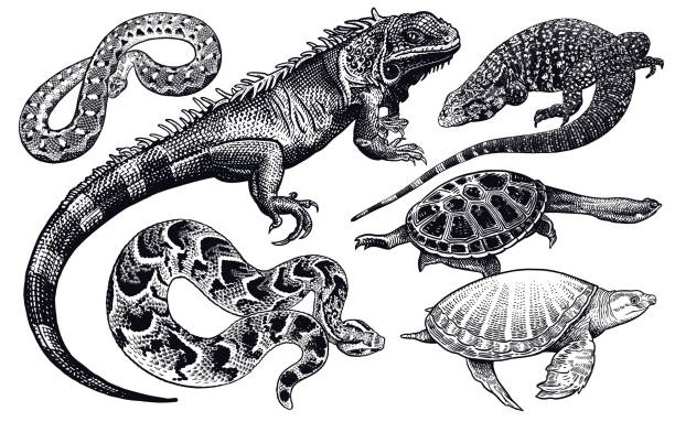 Lizards, snakes and turtles set. Isolated black sketch on white background. Vector illustration. Hand drawing realistic. Vintage engraving of wildlife.