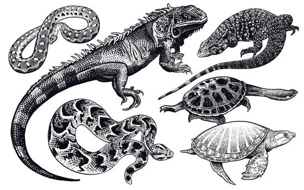 Vector illustration of Lizards, snakes and turtles set. Isolated black sketch on white background.