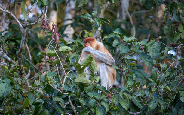 Malaysia: Proboscis Monkey at Kinabatangan A Proboscis Monkey (Nasalis larvatus, long-nosed monkey or bekantan) eating in a tree at the Kinabatangan Wildlife Sanctuary in Borneo. kinabatangan river stock pictures, royalty-free photos & images