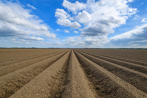 Freshly plowed potato field with straight line pattern and diminishing perspective in Flevoland during a beautiful spring day.