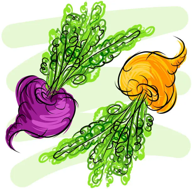 Vector illustration of Turnip, beet