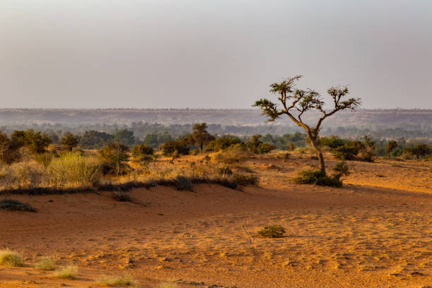 Isolated tree on top of sand dune outside Niamey capital of Niger December sahel stock pictures, royalty-free photos & images
