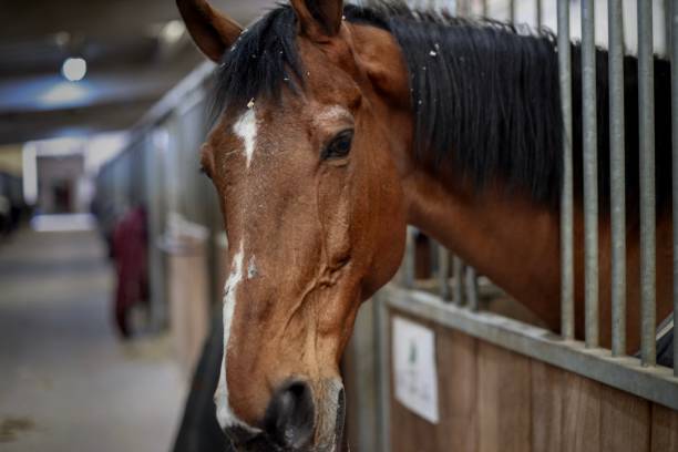 istock Medium shot of brown horse in his stable 1145846334