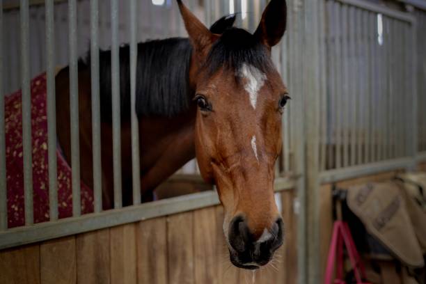istock Medium shot of brown horse in his stable 1145846432