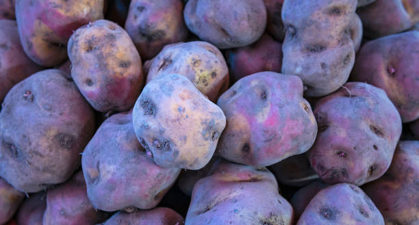 patatas autóctonas en cusco, perú - patata peruana fotografías e imágenes de stock