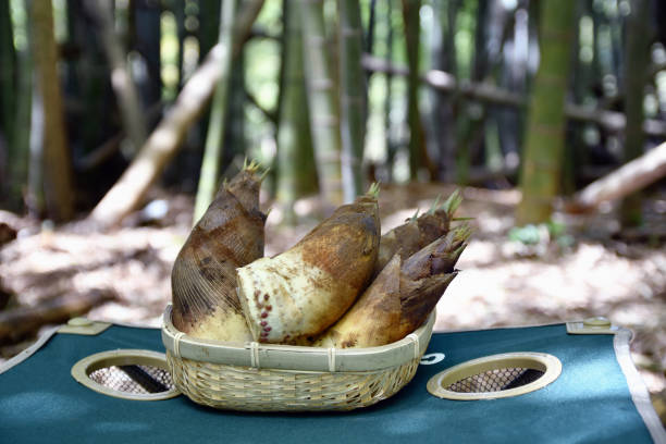 istock Bamboo shoots excavated this morning 1145846707