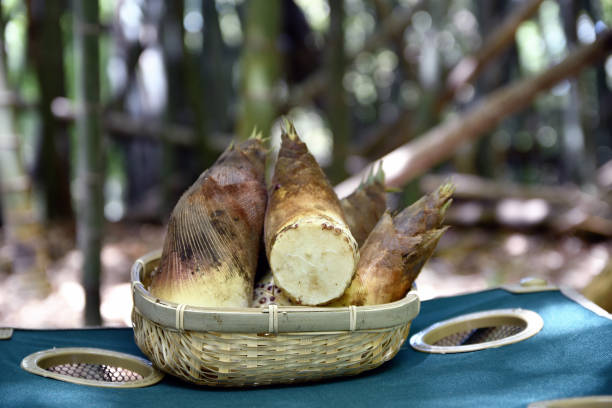 Bamboo shoots excavated this morning