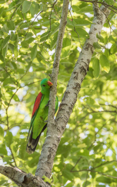 istock Tropical Red and Green Parrot 1145846750