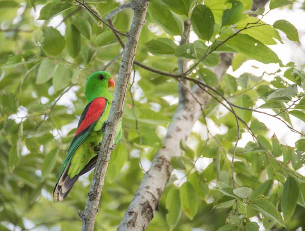 istock Profile of Green Red-winged Parrot: Australia 1145846813