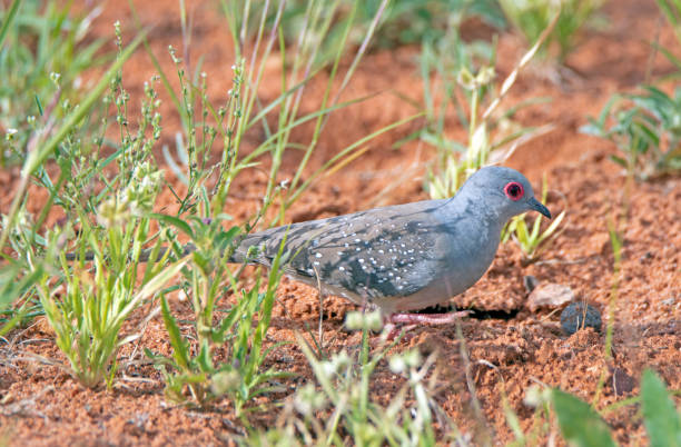 istock Far South West QLD Wildlife 1145846816