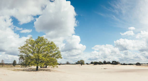 Green tree growing in sand dunes (Kale Duinen) in Drents-Friese Wold National Park.
