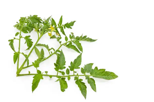Small fresh branches of the tomato with flowers and leaves located left and down on a white background, Close-up, background