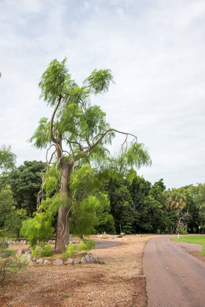istock Tropical Tree in Botanic Garden 1145846923